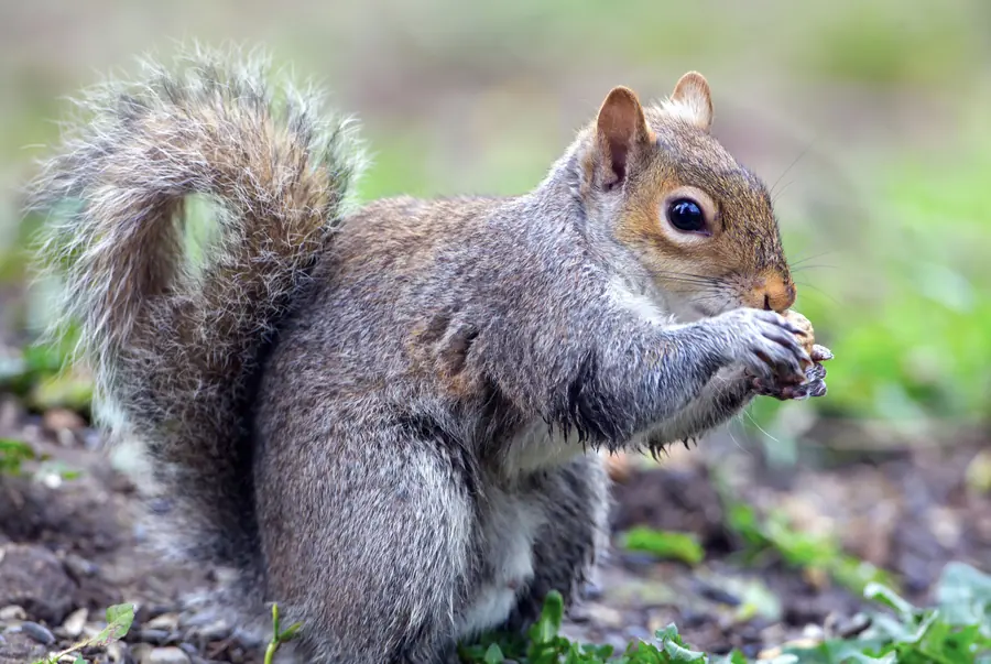 A grey squirrel eating on the ground