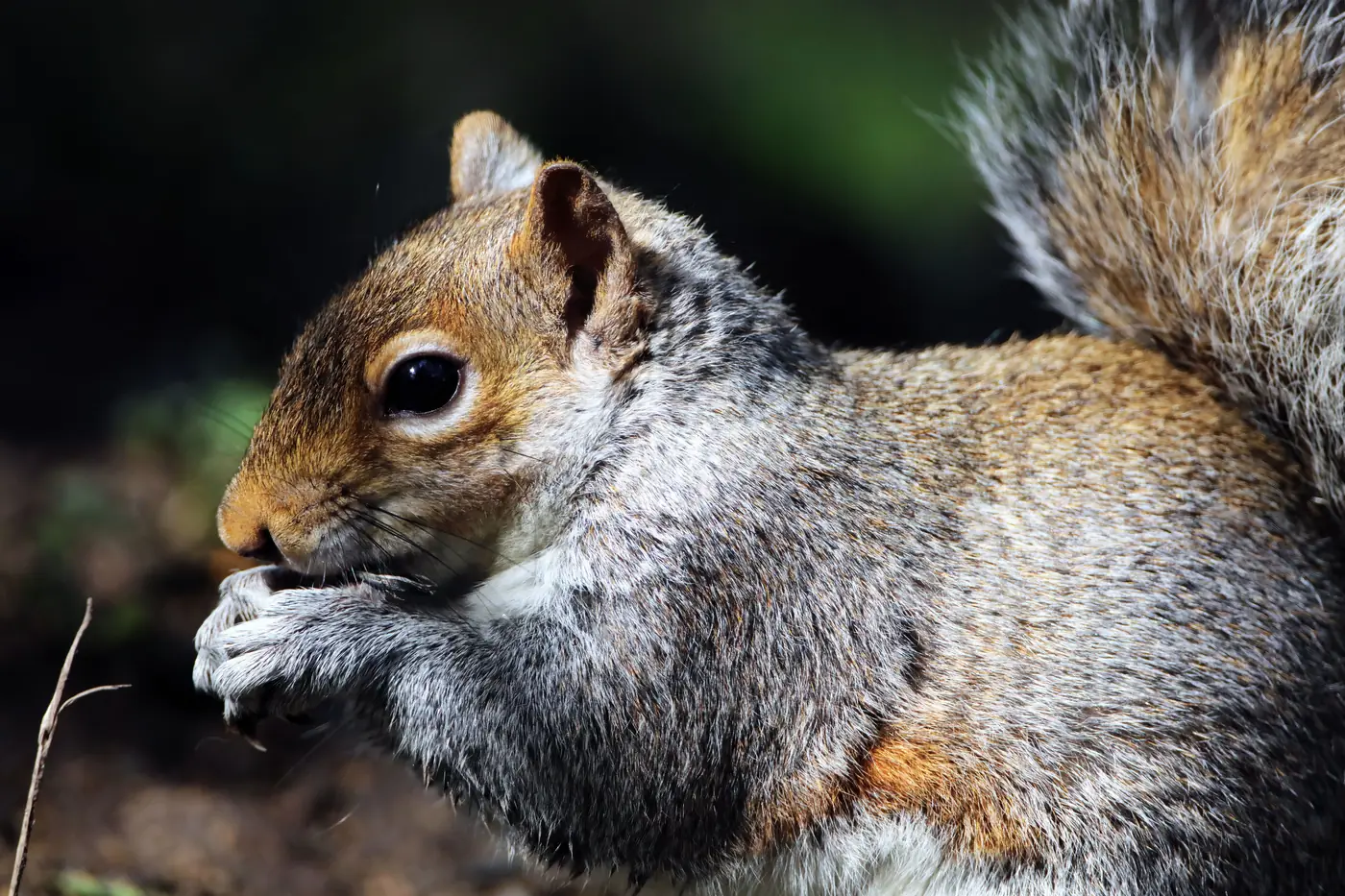 A squirrel nibbling a snack