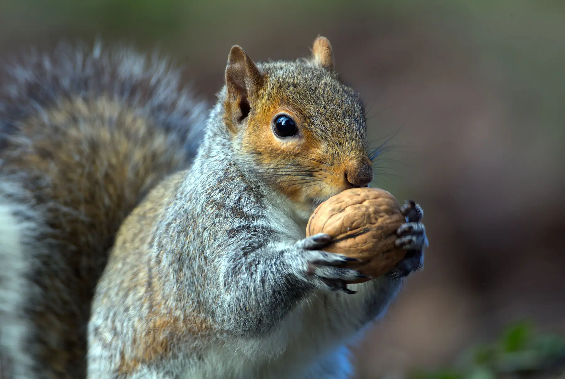 A grey squirrel holding a walnut