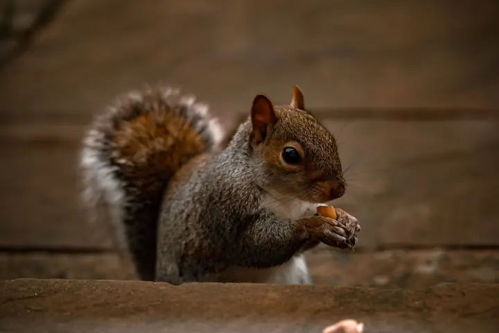 Biscuit, a male grey squirrel