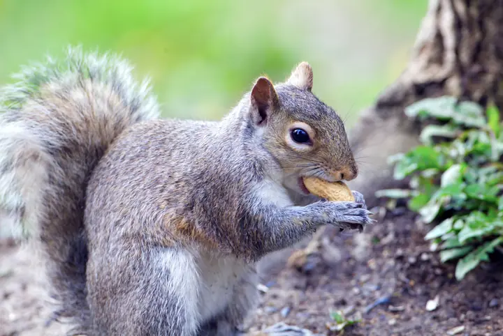 Clover, a male grey squirrel