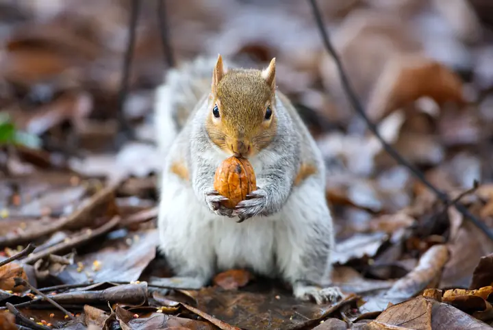 Hazel, a female grey squirrel