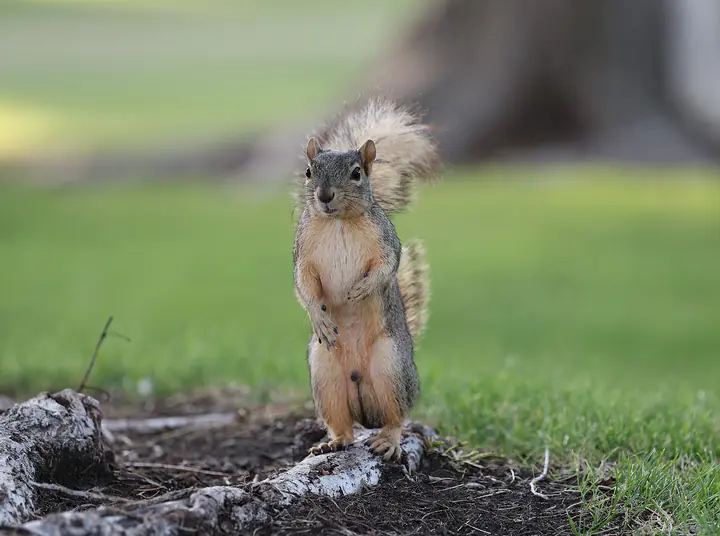 Juniper, a female grey squirrel