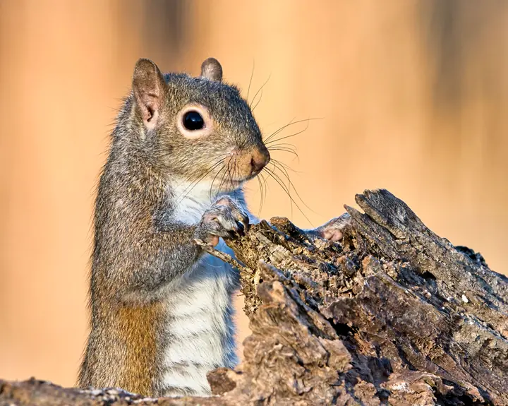 Maple, a female grey squirrel