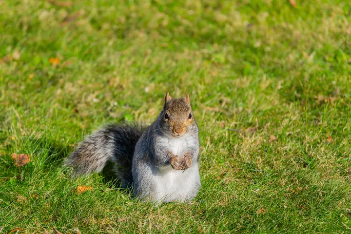 Nutmeg, a female grey squirrel