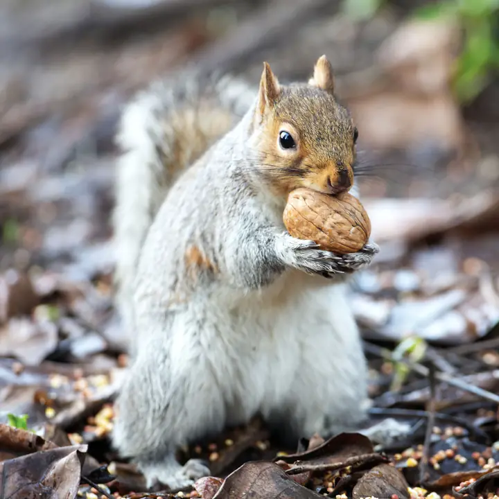 Pecan, a male grey squirrel