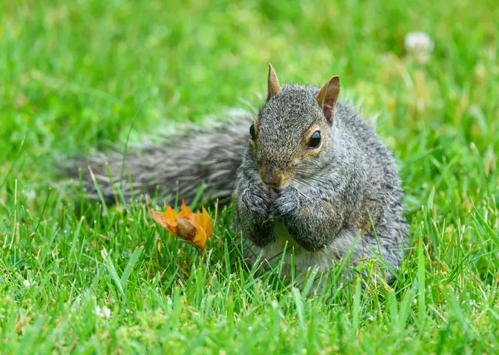 Pippin, a male grey squirrel