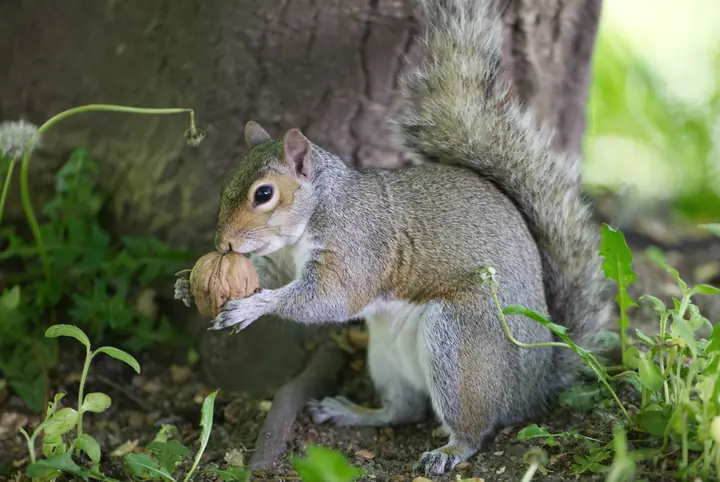 Rusty, a male grey squirrel