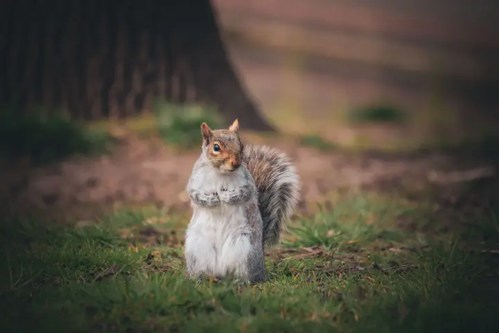 Sage, a female grey squirrel