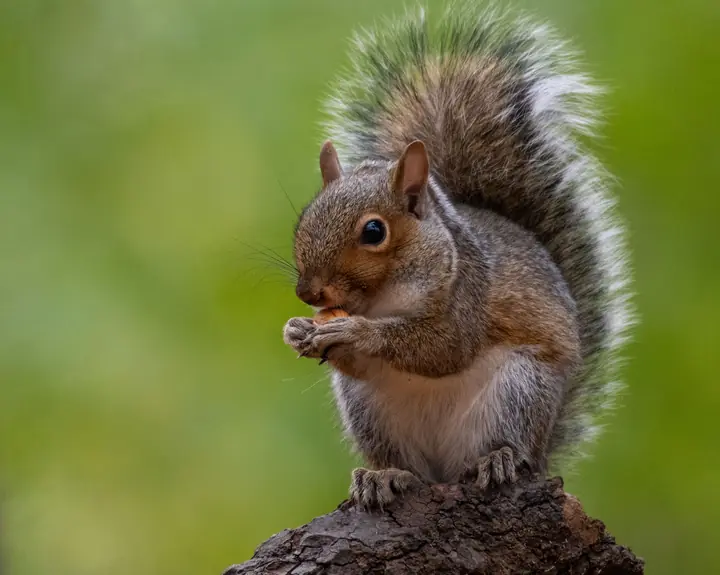 Walnut, a male grey squirrel
