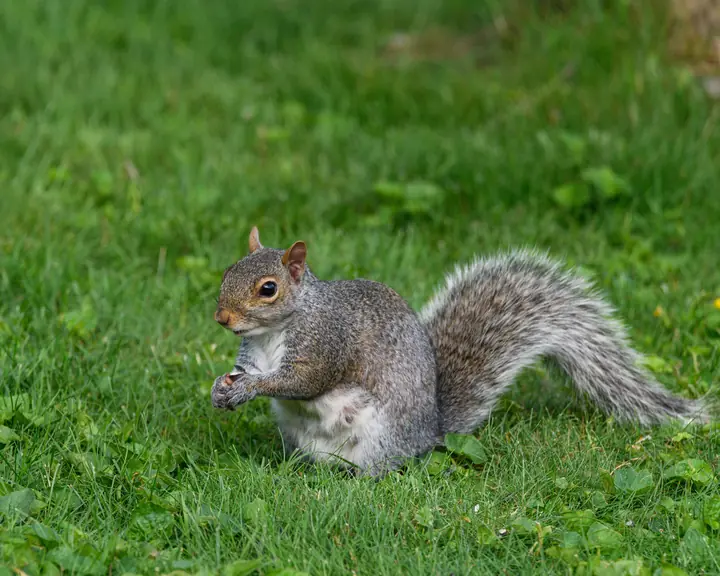 Willow, a female grey squirrel